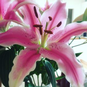 i love fresh flowers especially lillies